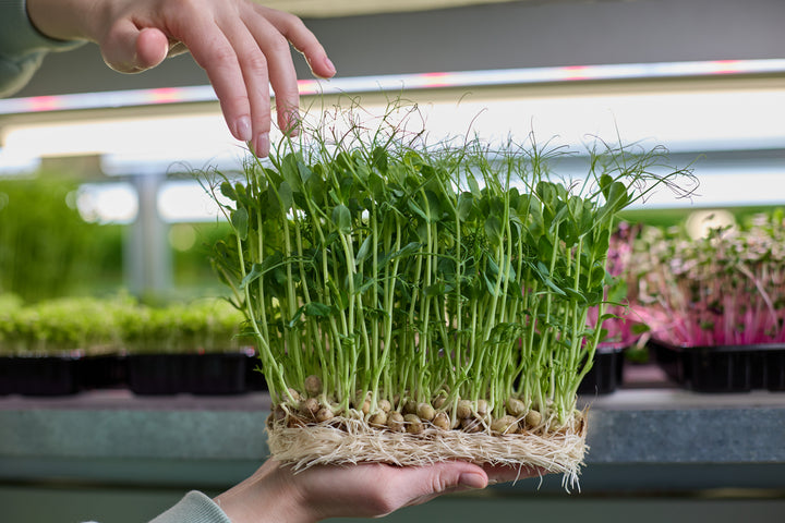 Struggling to Choose the Right Mycorrhizal Inoculant? 7 Tips to Help You Decide