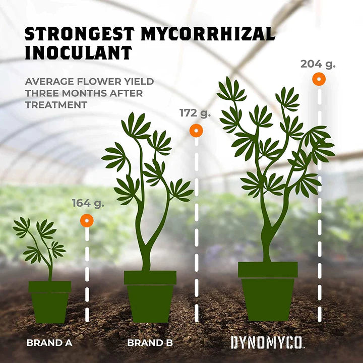 Types of Mycorrhiza