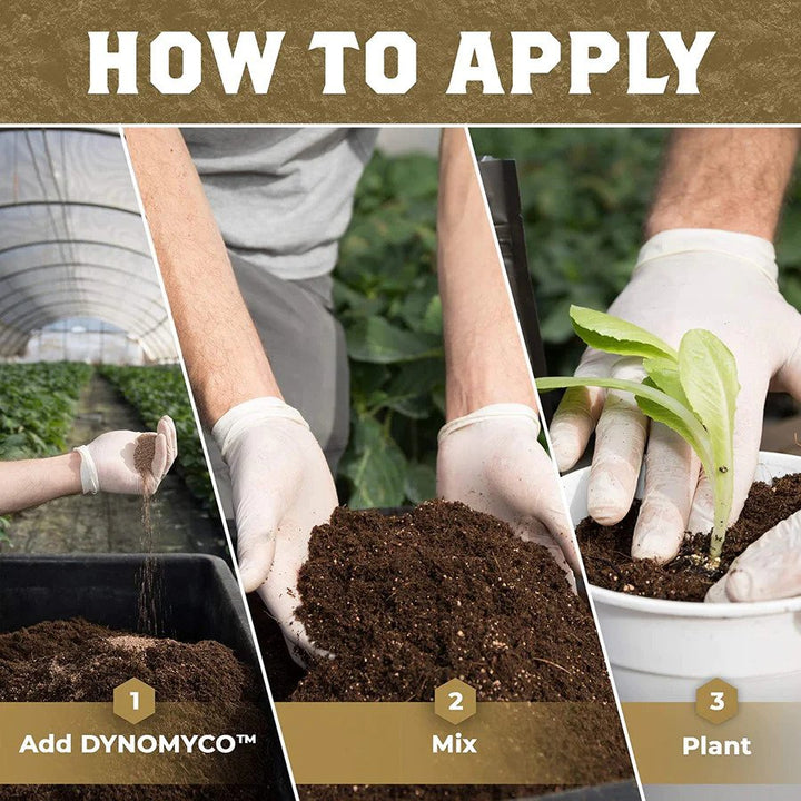 The Role of Mycorrhizae in Plant Growth and Soil Health
