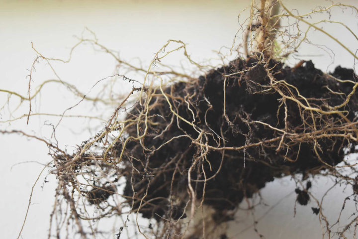 Unveiling the Benefits of Mycorrhizal Fungi for Growing Beautiful Roses