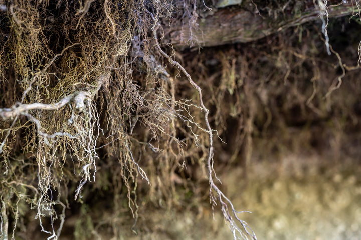 The Impact of Mycorrhizal Fungi on Plant Immunity and Stress Tolerance