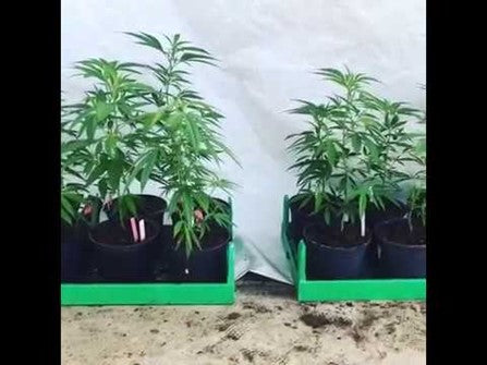 Testing DYNOMYCO® at a Medical Cannabis Farm