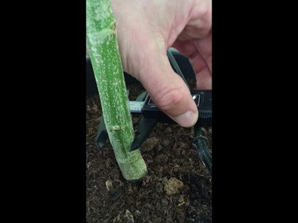 Testing DYNOMYCO® at a Medical Cannabis Facility