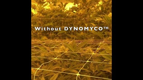 DYNOMYCO® Trials at the House of Cultivar Facility