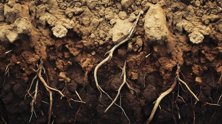 Mycorrhizal Harmony: Promoting Biodiversity and Resilience in Soil
